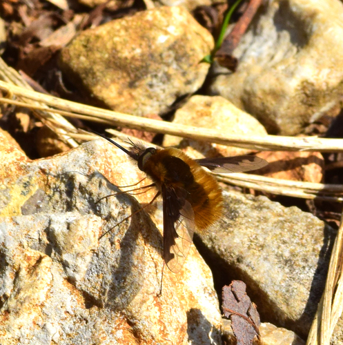 Unknown species found near Garrard County, KY, USA