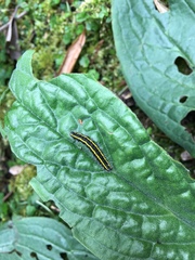 Taicallimorpha albipuncta