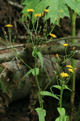 Picris japonica