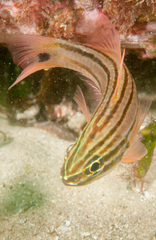 Four-Banded Soldierfish photo 5