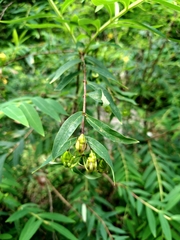 Hypericum geminiflorum