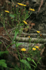 Picris japonica