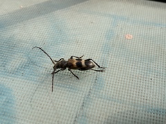 Semanotus bifasciatus