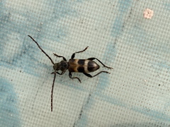 Semanotus bifasciatus
