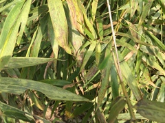 Bambusa pachinensis