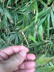 Bambusa pachinensis