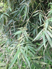 Bambusa pachinensis