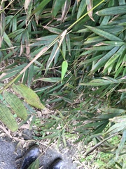 Bambusa pachinensis