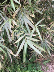 Bambusa pachinensis