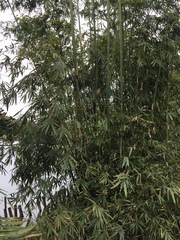 Bambusa pachinensis