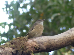 Pachycephala olivacea