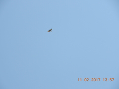 Rupornis magnirostris