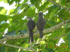 Campylorhynchus zonatus