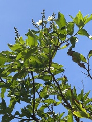 Lecythis minor