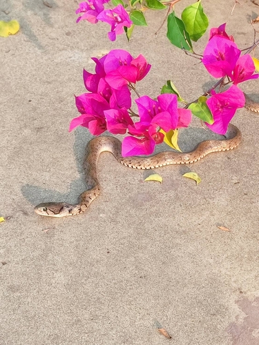 Yellow-spotted Keelback