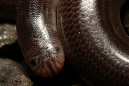 Robust Blind Snake, Anilios ligatus