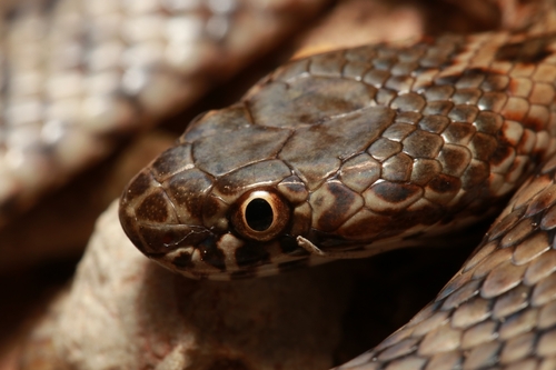 De Vis' Banded Snake