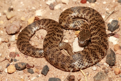 De Vis' Banded Snake