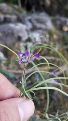 Boechera breweri shastaensis