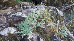 Boechera breweri shastaensis