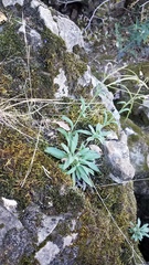 Boechera breweri shastaensis