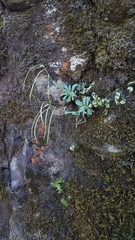 Boechera breweri shastaensis