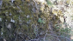 Boechera breweri shastaensis