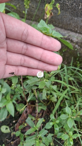 Eclipta prostrata