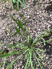 Goodenia macbarronii