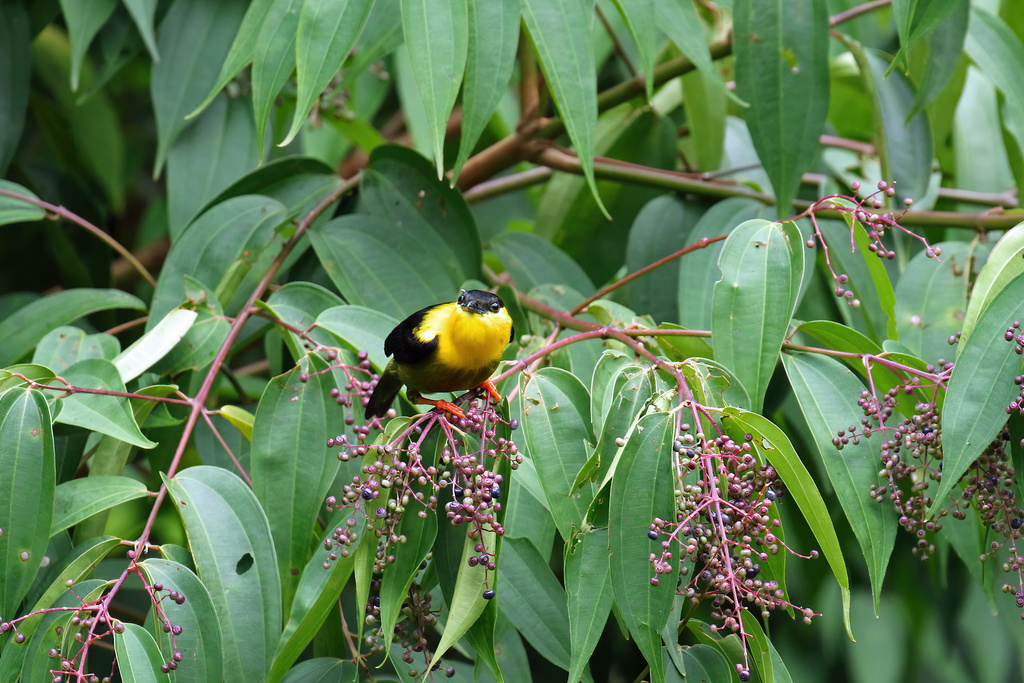 White-collared × Golden-collared Manakin