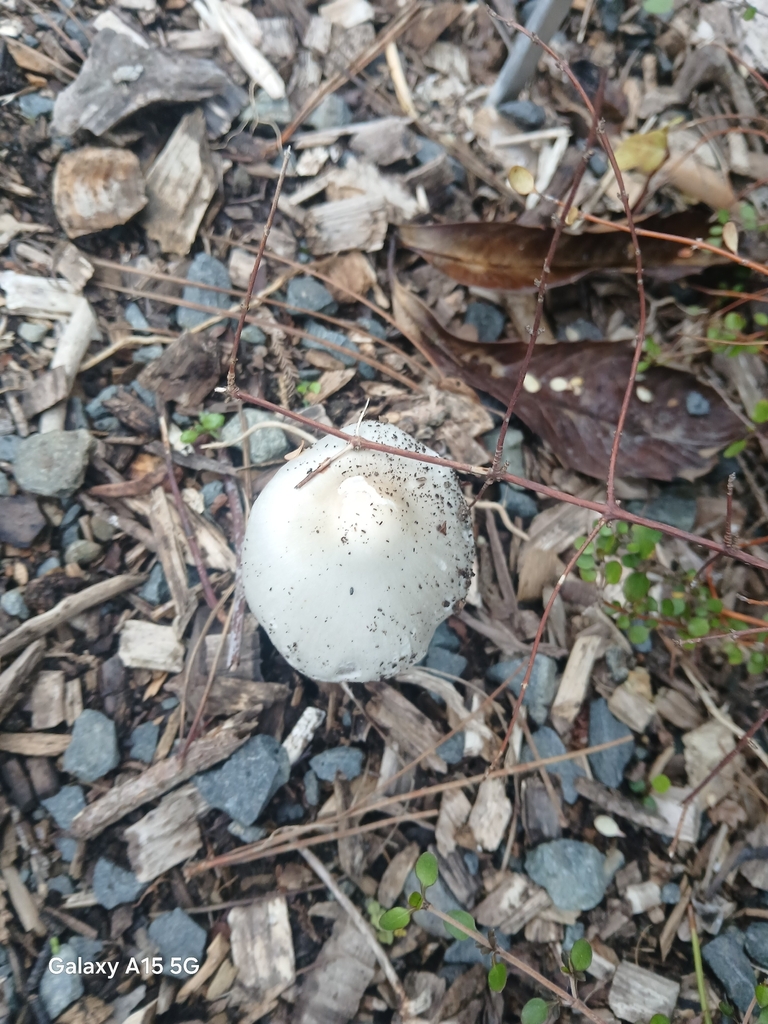Volvopluteus gloiocephalus · March 2026 · photo: © bigfarma2017 (iNaturalist, cc-by)