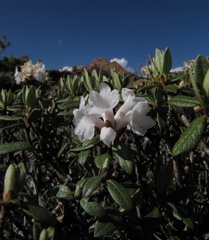 Rhododendron adamsii