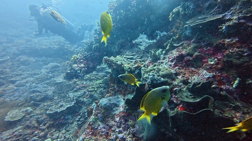 Brown puller (Chromis analis) — Pomacentridae