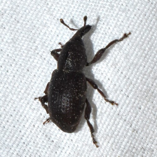 Pitch-eating Weevil photo 4