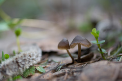 Mycena plumipes