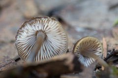 Mycena plumipes