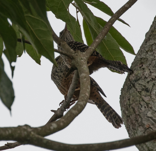 Band-backed Wren (Campylorhynchus zonatus), photo 9