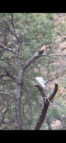 Grey Goshawk