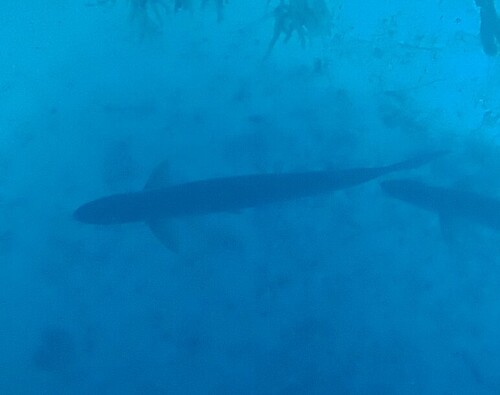 Megalops atlanticus