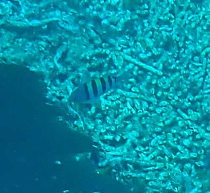 Abudefduf saxatilis