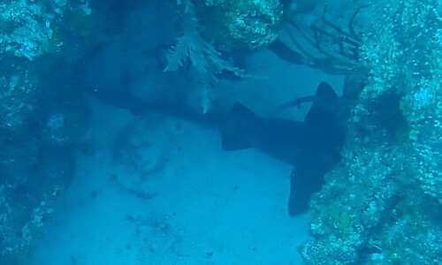 Ginglymostoma cirratum