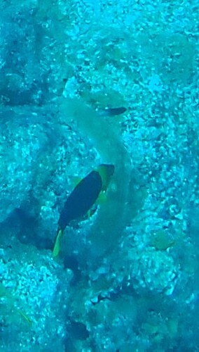Holacanthus tricolor