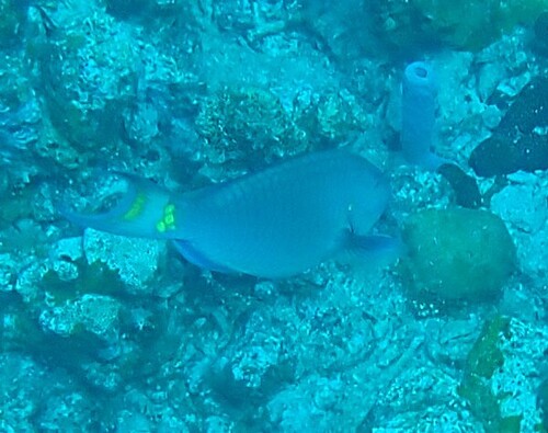 Sparisoma viride