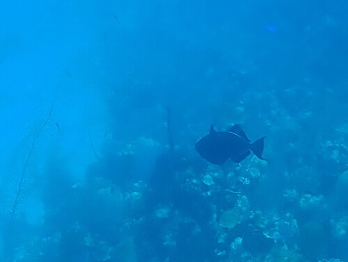 Melichthys niger