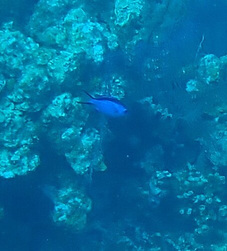 Azurina cyanea