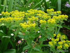 Helioscopia