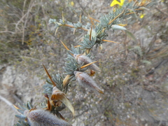 Aspalathus acanthophylla