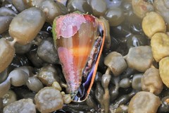 Conus lividus