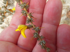 Aspalathus acanthophylla