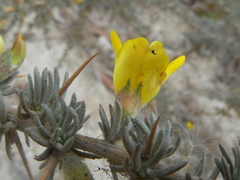 Aspalathus acanthophylla